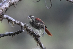 Margarornis squamiger