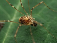 Leiobunum blackwalli