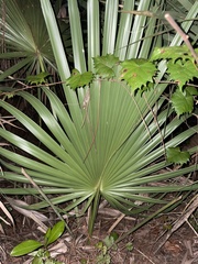 Serenoa repens