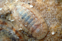 Ischnochiton variegatus