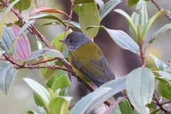 Cnemoscopus rubrirostris