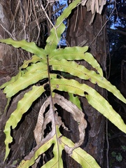 Polypodiaceae