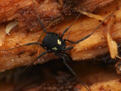 Nemastoma bimaculatum