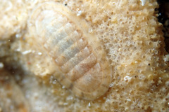Ischnochiton variegatus