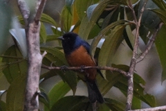 Conirostrum sitticolor