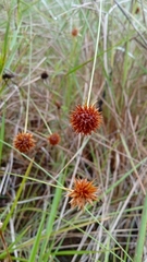 Juncus megacephalus