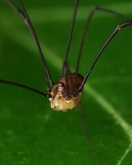 Leiobunum blackwalli