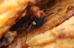 Nemastoma bimaculatum