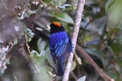 Iridosornis rufivertex