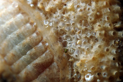 Ischnochiton variegatus