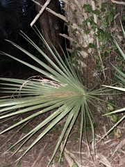 Serenoa repens