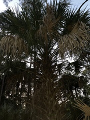 Sabal palmetto
