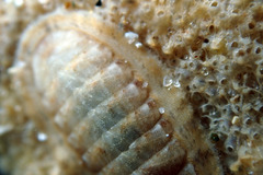 Ischnochiton variegatus