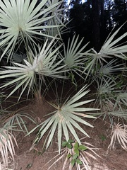 Serenoa repens