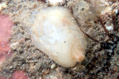 Pyuridae