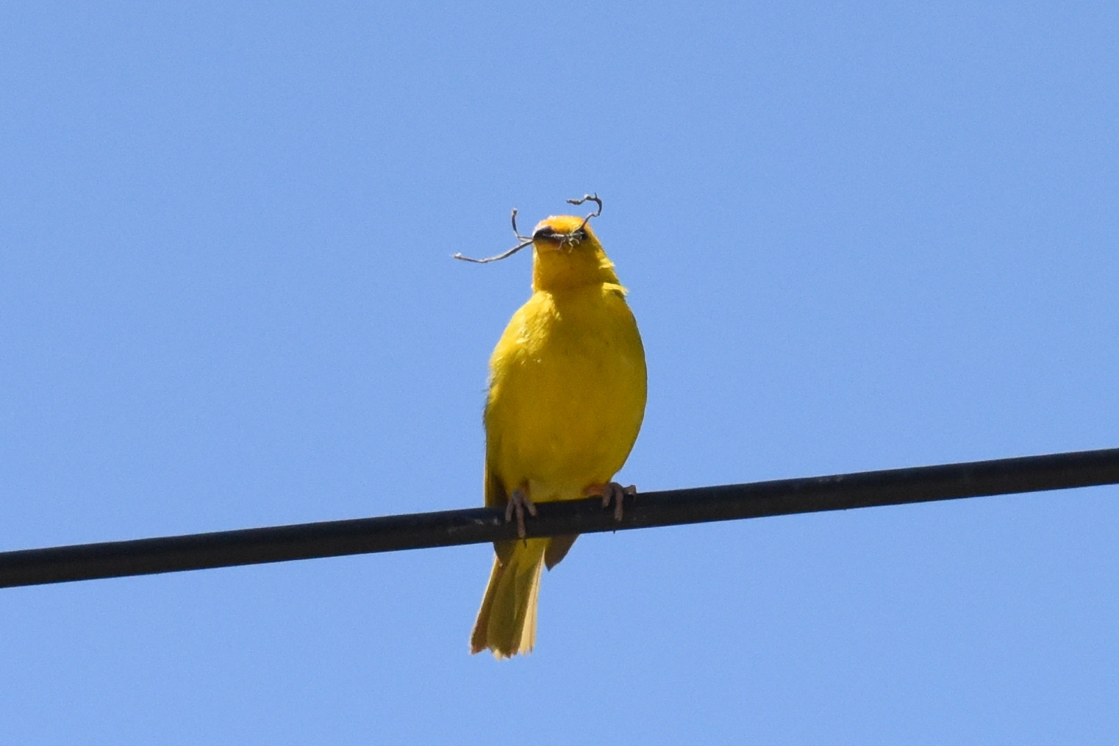 Sicalis flaveola image