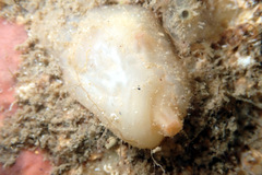 Pyuridae