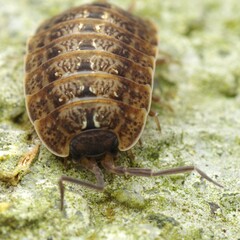 Porcellio monticola