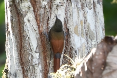 Sittasomus griseicapillus