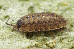 Porcellio monticola