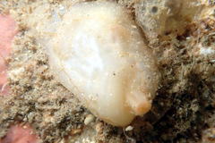 Pyuridae