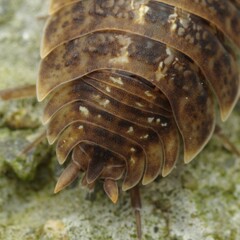 Porcellio monticola