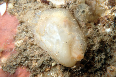 Pyuridae
