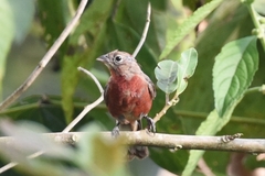 Coryphospingus cucullatus
