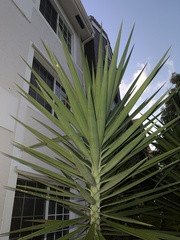 Agave decipiens