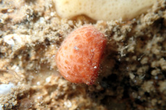 Pyura fissa