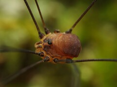 Leiobunum blackwalli