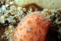 Pyura fissa