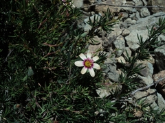 Montiopsis andicola