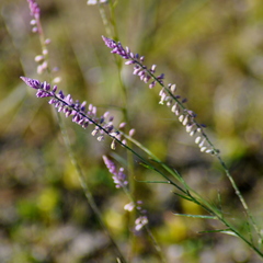 Polygala appendiculata
