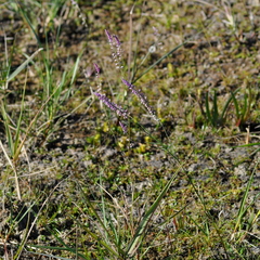 Polygala appendiculata