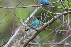 Tersina viridis