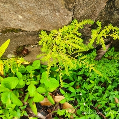 Selaginella apoda