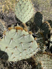 Opuntia engelmannii
