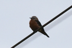 Hirundinea ferruginea