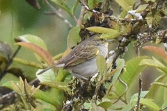 Ammodramus aurifrons