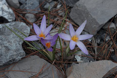 Crocus asymmetricus