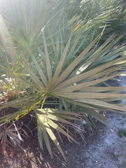 Serenoa repens