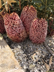 Banksia blechnifolia