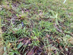 Dactyloctenium aegyptium