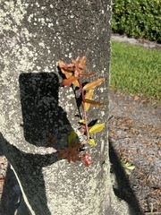 Quercus hemisphaerica