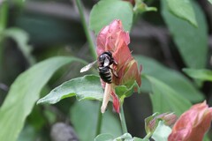 Xylocopa tabaniformis parkinsoniae