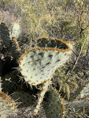 Opuntia engelmannii