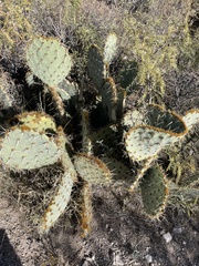 Opuntia engelmannii