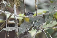 Chlorospingus canigularis