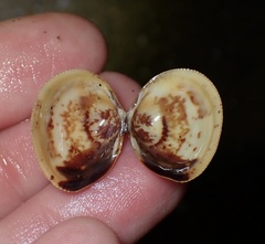 Laevicardium substriatum